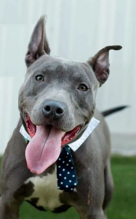 Photo Dog Pitbull Tongue.webp
