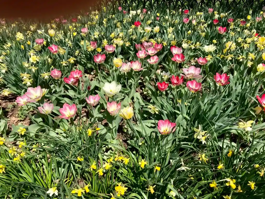 Photo Flowers