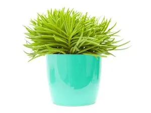 Photo Plant Pot